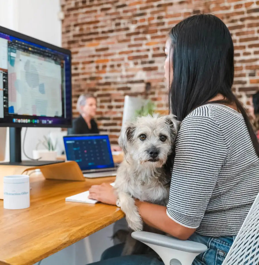 Person working on computer with dog sitting in lap